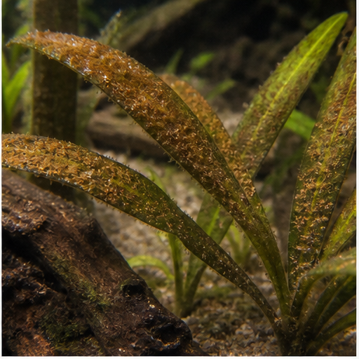 Alghe brune déposées sur des feuilles d'aquarium