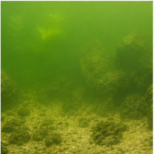 Acqua verde trouble dans un aquarium