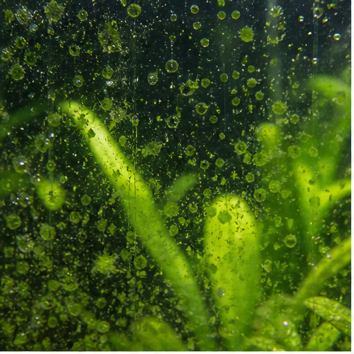 Alghe verdi sur une vitre et des feuilles d'aquarium