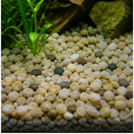 Fondo dell’acquario arrondi dans un aquarium