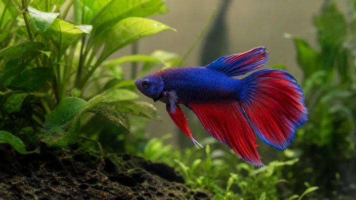 Compatibilità Betta