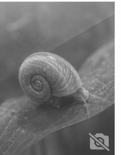 Paramelania damoni