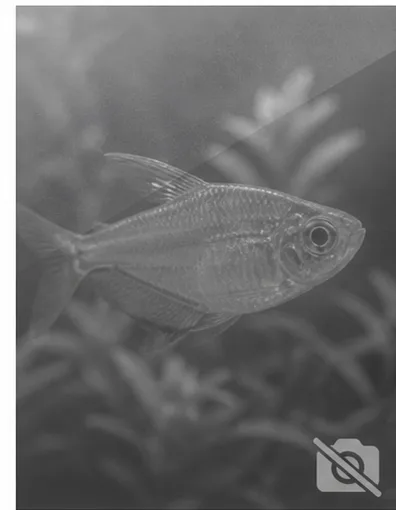 Centropyge acanthops Angelo africano d'Africa