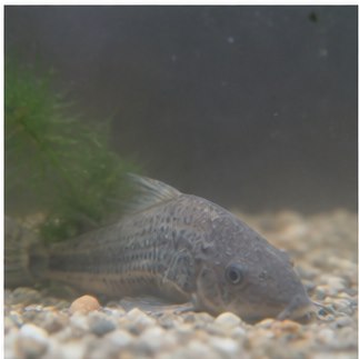 Intossicazione lenta a causa del degrado della qualità dell'acqua