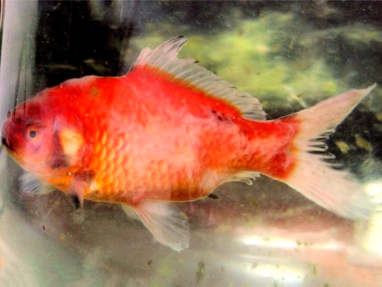 Un lievito di mucosa - Deposito guanto con l'aspetto dello stampo.