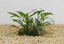 Cryptocoryne nevelli