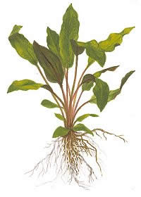 Cryptocoryne walkeri var. lutea