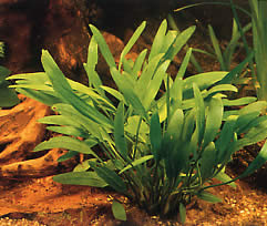 Cryptocoryne x willisii