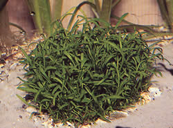 Lilaeopsis brasiliensis