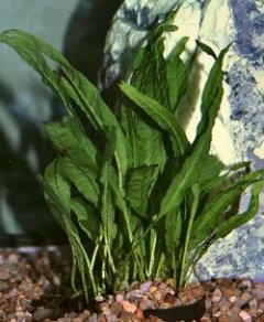 Microsorum pteropus