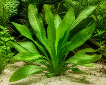 Sagittaria platyphylla