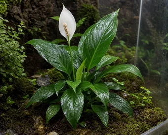 Spathiphyllum wallisii