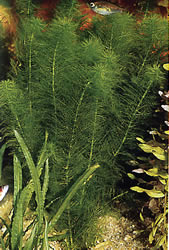 Myriophyllum aquaticum