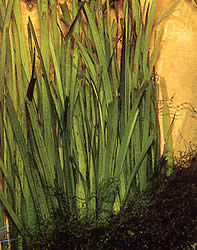 Vallisneria americana