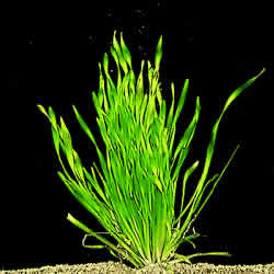 Vallisneria torta