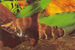 Abramites solarii (Abramite ornato)