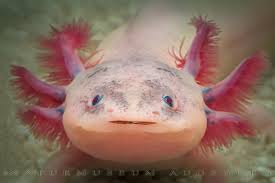 Ambystoma mexicanum Axolotl