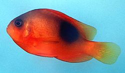 Amphiprion ephippium (Pesce pagliaccio vincitore di cavalli)