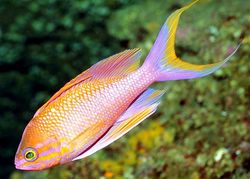 Anthias anthias (Barbiere)