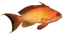 Anthias squamipinnis