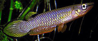 Aplocheilus panchax (Panchax)