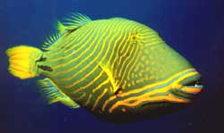 Balistapus undulatus (Ondulato)