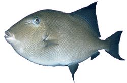 Balistes carolinensis (Maiale)