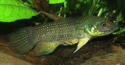 Betta trifasciata Combattente