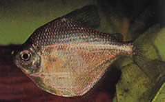 Brachychalcinus orbicularis (Disco di caratteri)