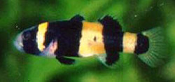 Brachygobius xanthozona