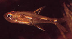 Brittanichthys sp