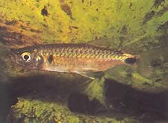 Brycinus macrolepidotus (Tetra con vere scale)