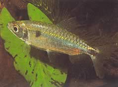 Brycinus schoutedeni (Brycinus con grandi scale)