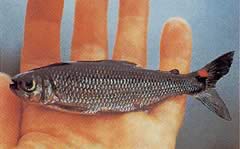 Brycon rubricauda (Brycon con pinne rosse)