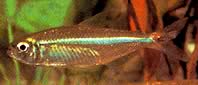 Bryconops affinis (Bryconops affusolati)