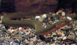 Calamoichthys calabaricus (Magnaccia)