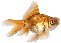 Carassius auratus pompon