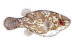 Carinotetraodon somphongsi (Carnotetraodon Somfongsi)