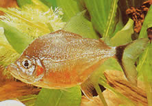 Catoprion mento Piranha Mento, grande capo pacou