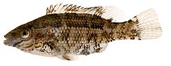 Centrolabus melops Crenilabra comune