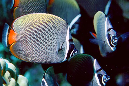 Chaetodon collare Chaetodon Colrare