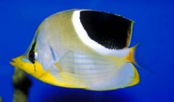Chaetodon ephippium Pesce di papillon del punto nero