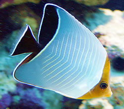 Chaetodon larvatus (Pesce papillon mascherato)