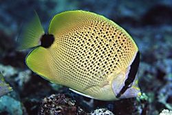 Chaetodon miliaris (Frolla di limone)