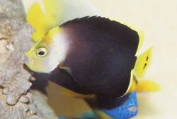 Chaetodontoplus melanosoma (Angelo marrone)