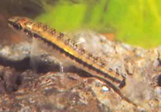 Characidium brevirostre (CHARDACIDIO SHORT -NOSE)