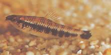 Characidium fasciatum (Characidium affascinato)
