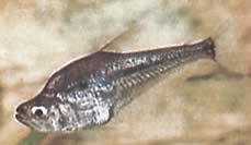 Charax gibbosus (Bump Glass Tetra, Charax Gibbyux)