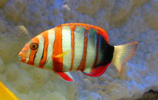 Choerodon sp (Ciclo continuo)