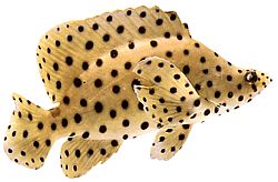 Chromileptis altivelis